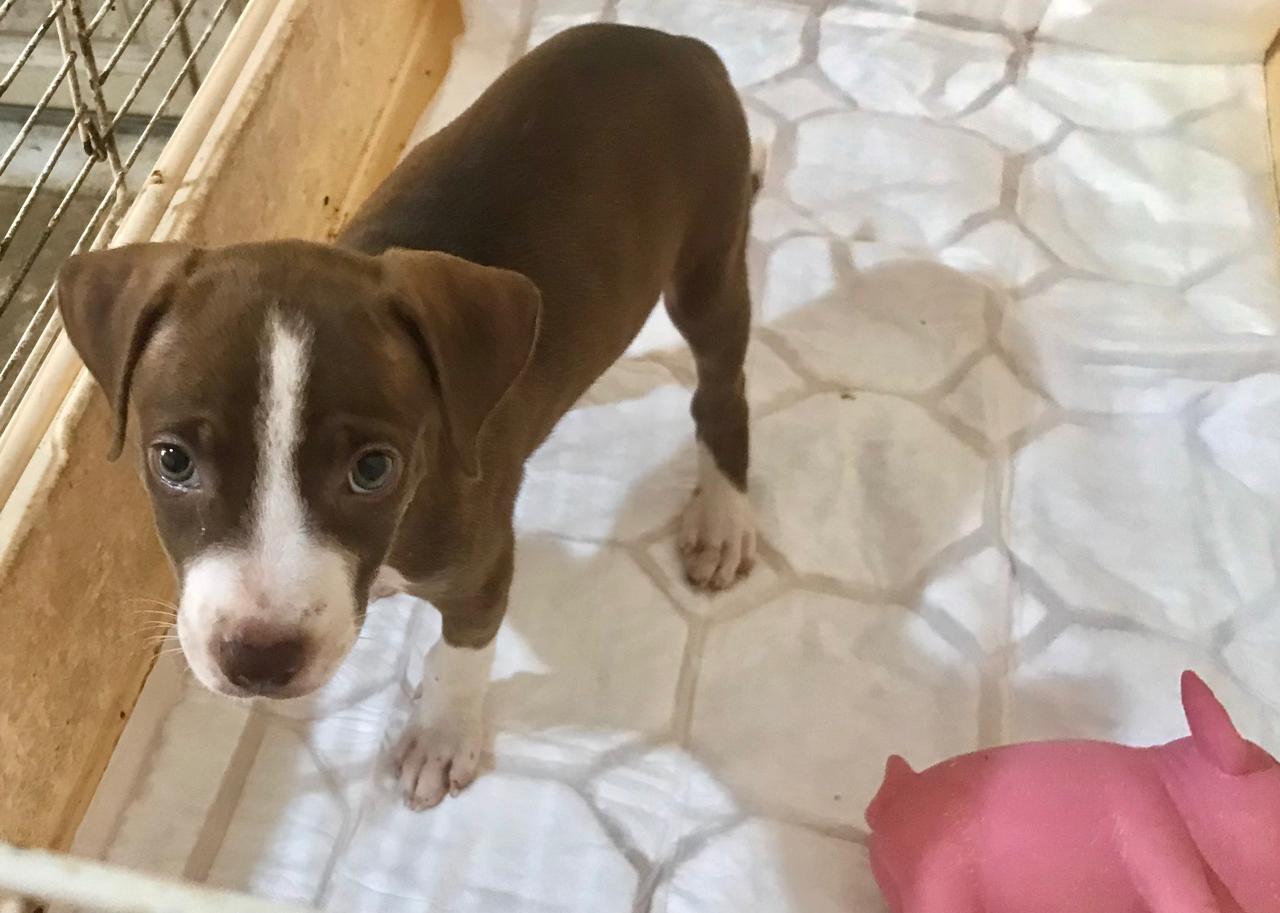 Chiens à adopter